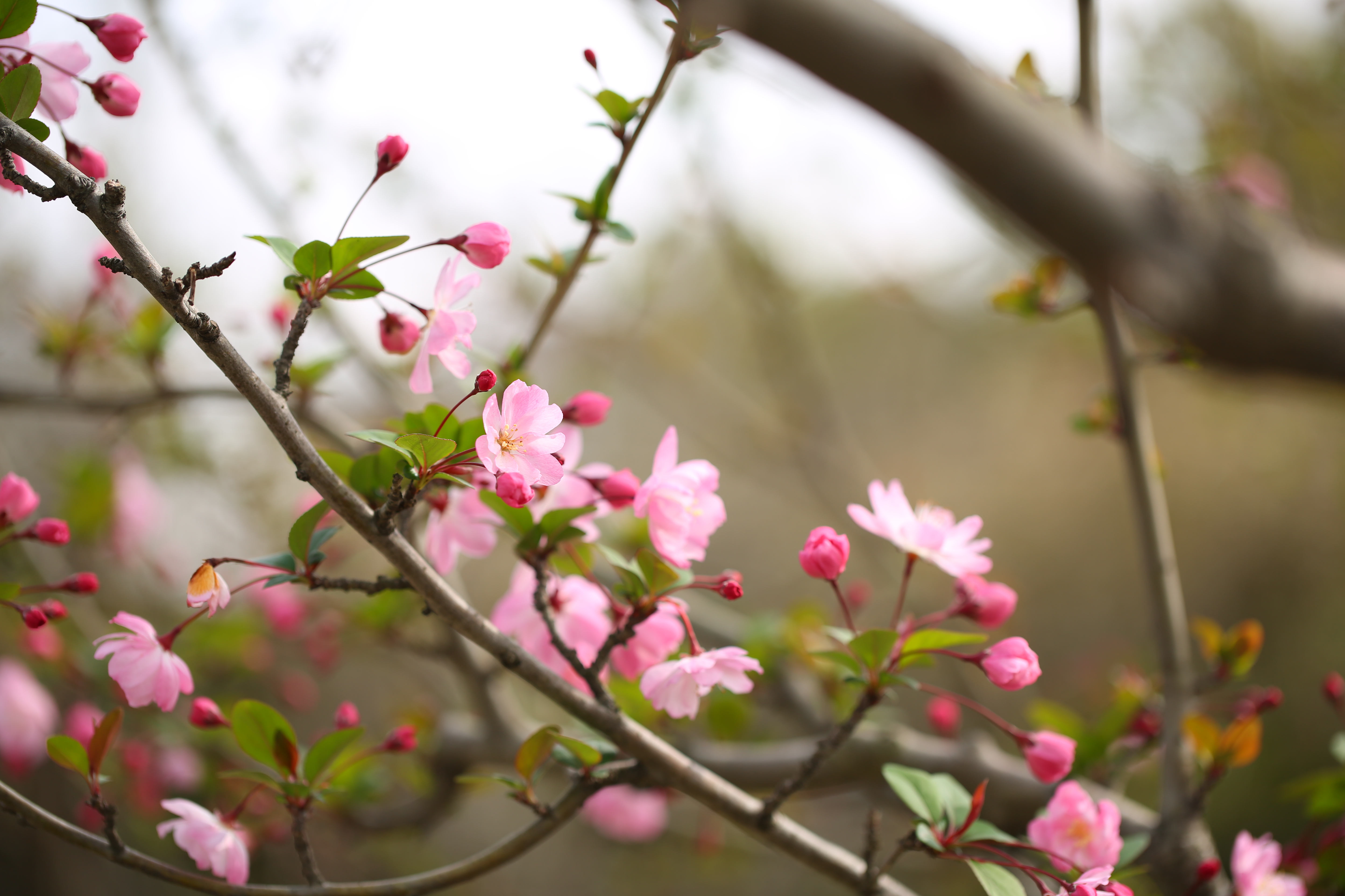 一年之計在于春，春天是養(yǎng)肺的黃金期，養(yǎng)肺潤肺就吃它！(圖1)